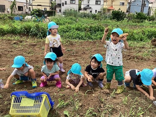 じゃがいもほり